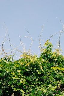 A lush growth of green vines and foliage reaching upwards toward the sky. Thin, curving tendrils extend from the dense cluster of leaves, contrasting against a clear blue sky.