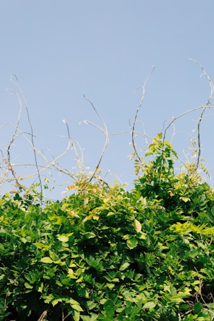 A lush growth of green vines and foliage reaching upwards toward the sky. Thin, curving tendrils extend from the dense cluster of leaves, contrasting against a clear blue sky.