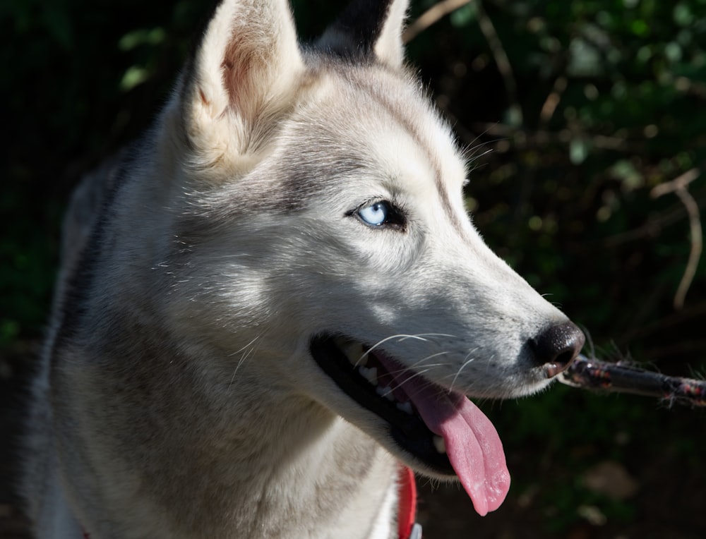 a husky dog with a stick in its mouth