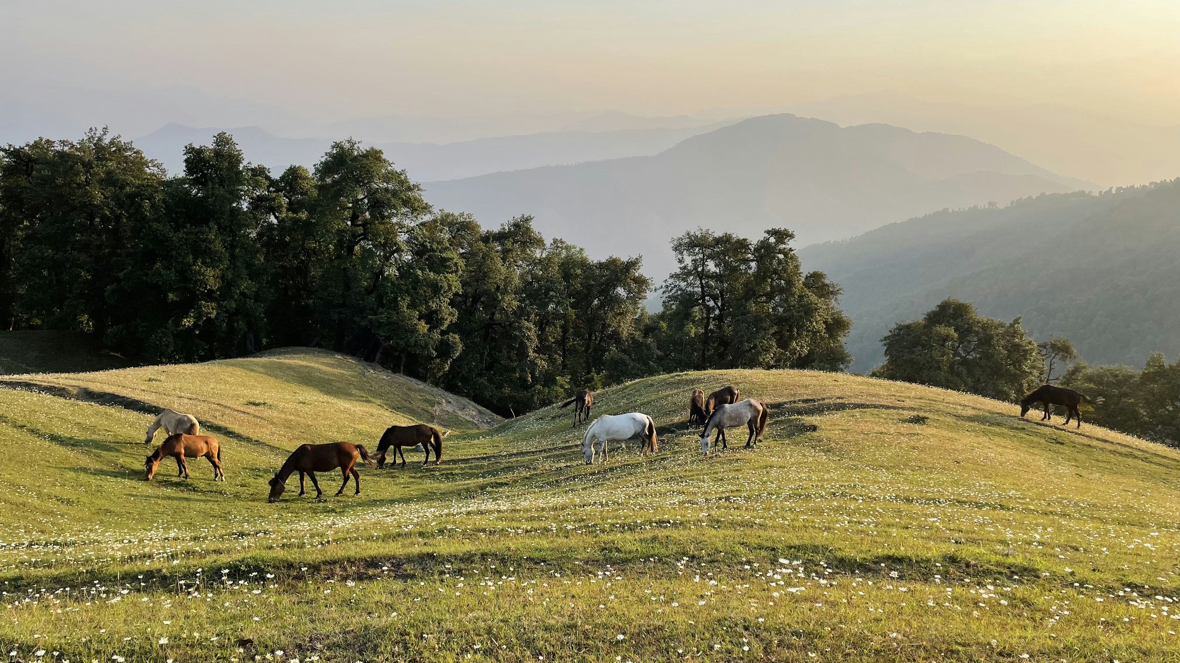 Un groupe de chevaux paissant sur une colline verdoyante