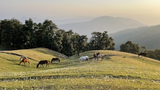 A peaceful scene of horses grazing near the Laurentians mountains at sunset.