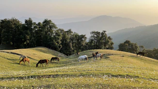 A serene ranch landscape at sunset with majestic horses grazing peacefully.