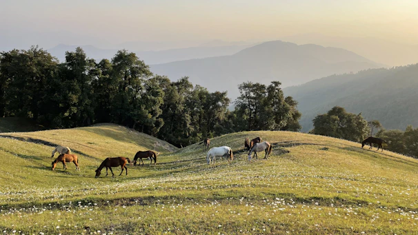 A serene ranch landscape with majestic horses grazing under a golden sunset.