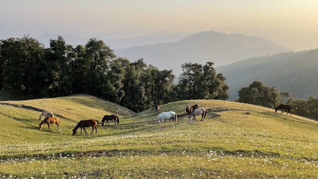 A serene landscape featuring several horses grazing on a lush, green meadow dotted with small white flowers. The scene is set against a backdrop of rolling hills and dense forests under a soft, golden evening light.
