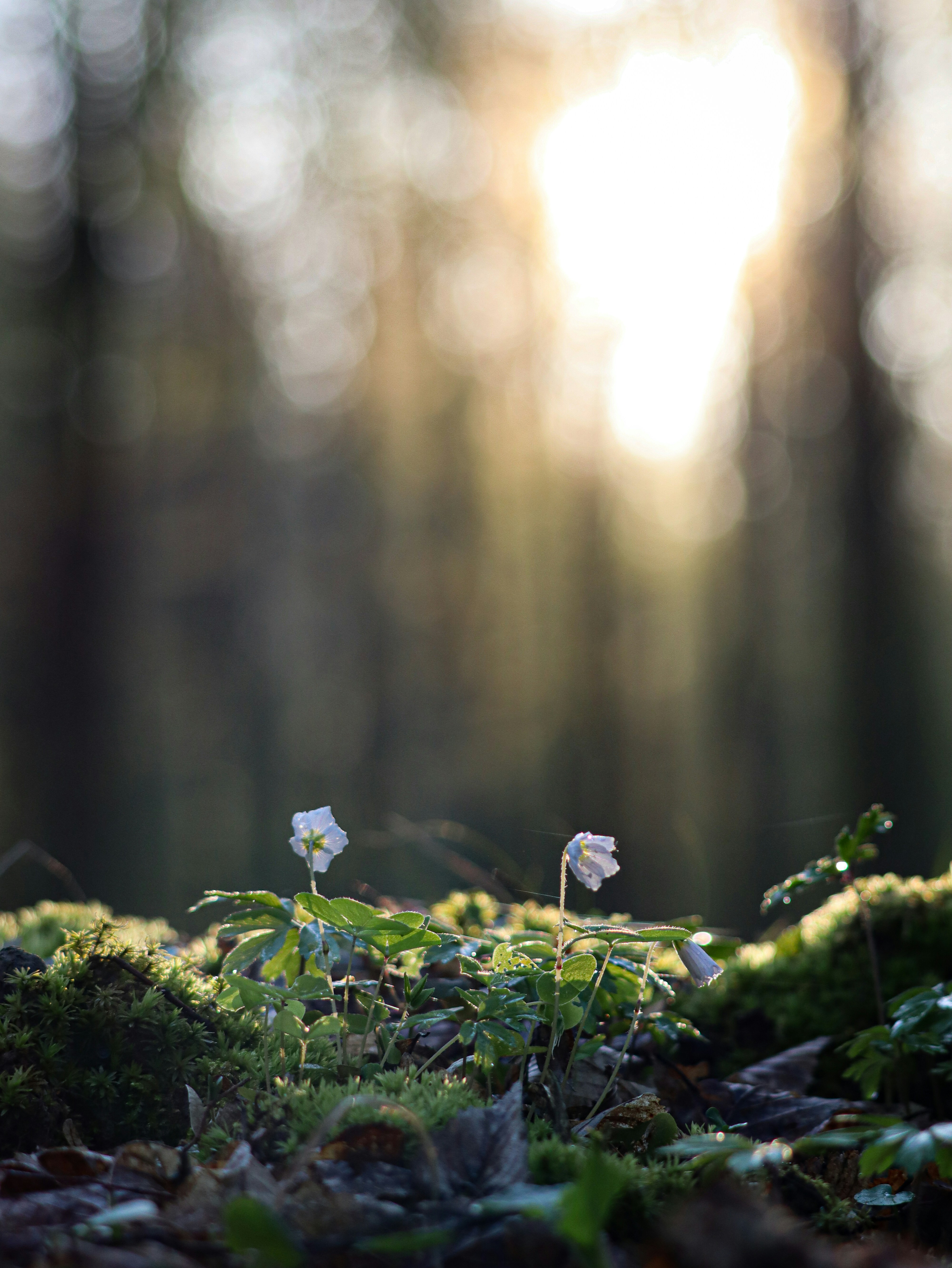 A small white flower sitting in the middle of a forest photo – Free ...