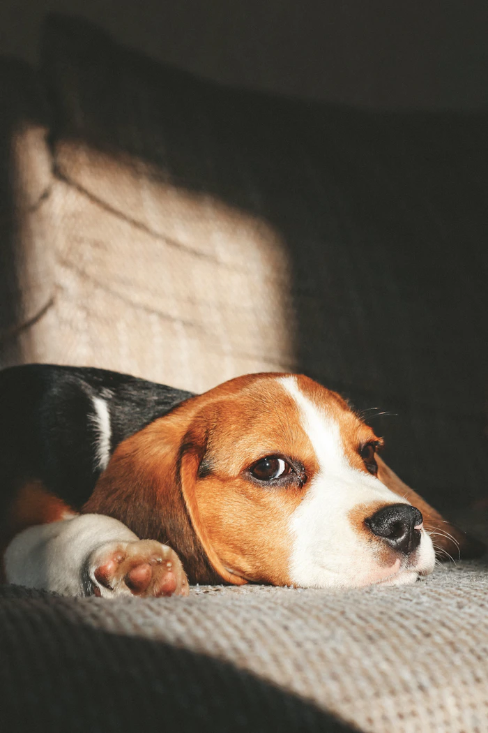 Beagle