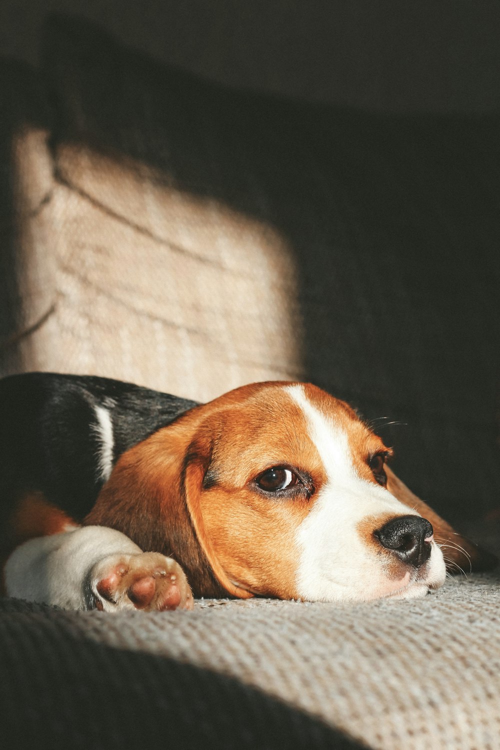 a beagle dog laying on a couch in the sun