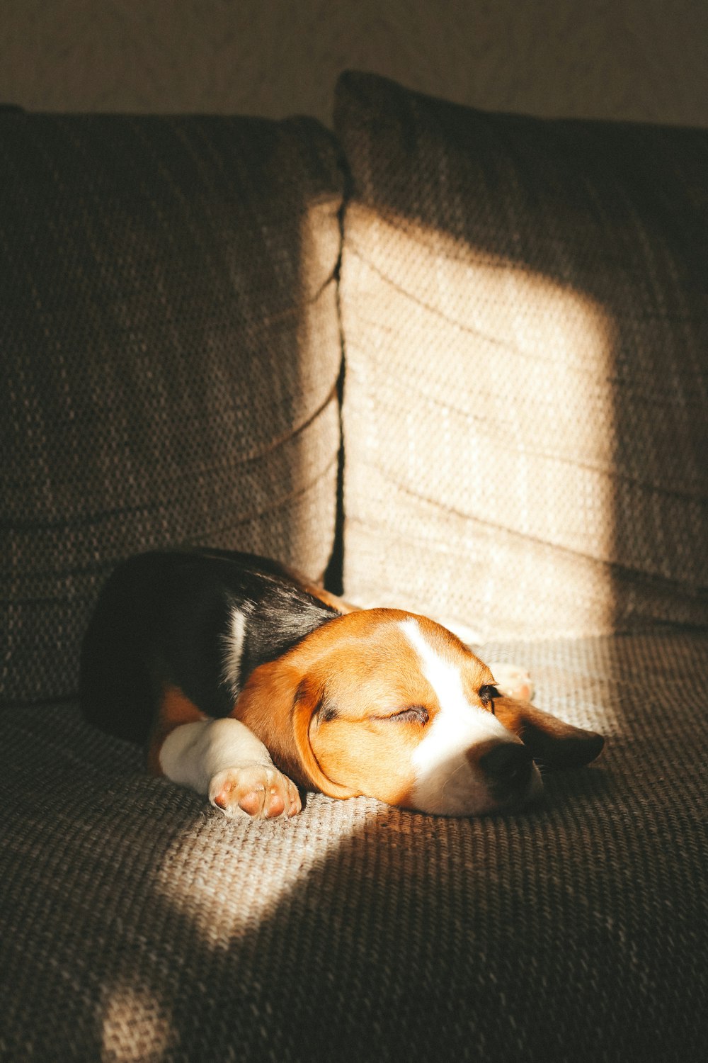 a dog laying on top of a couch next to a pillow