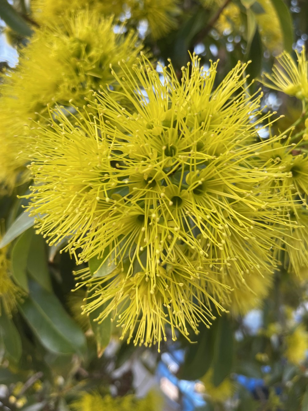 a close up of a tree with yellow flowers