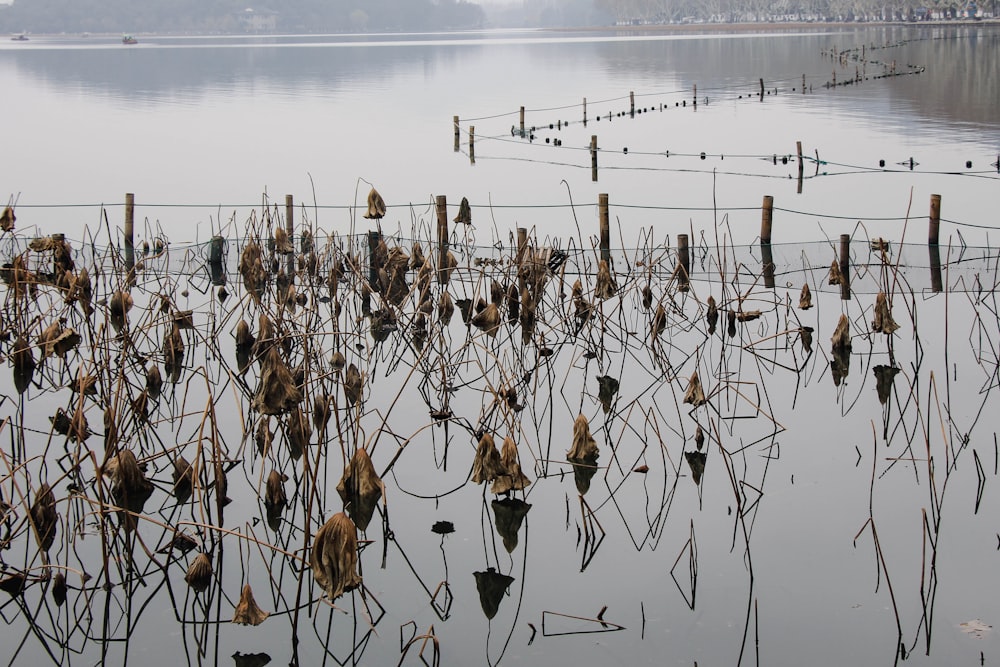 a body of water with a bunch of weeds growing in it