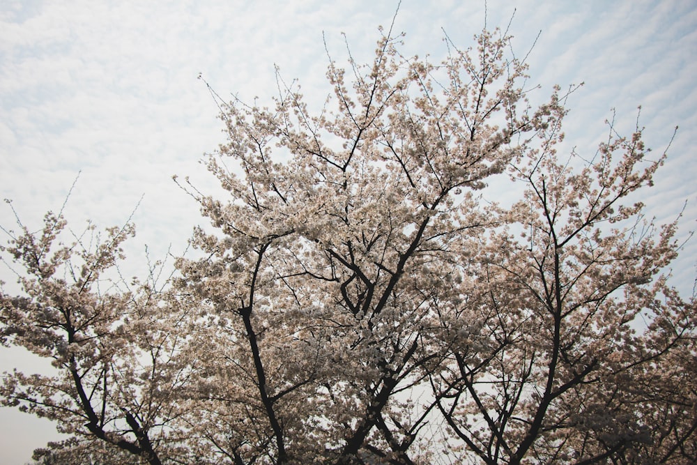 a tree with lots of white flowers in front of a cloudy sky