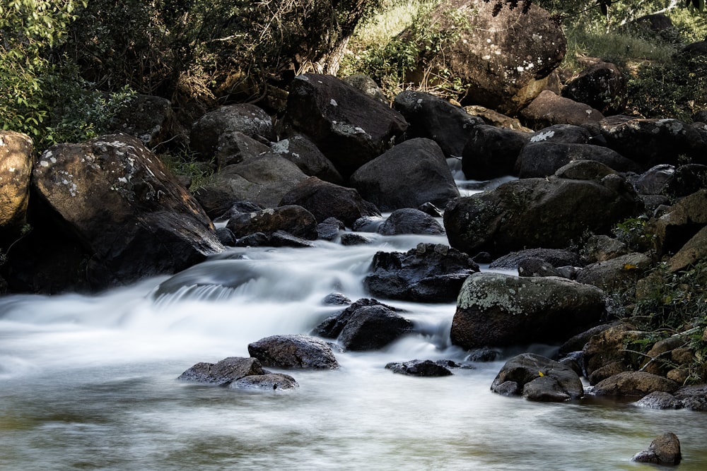 a stream running through a forest filled with rocks