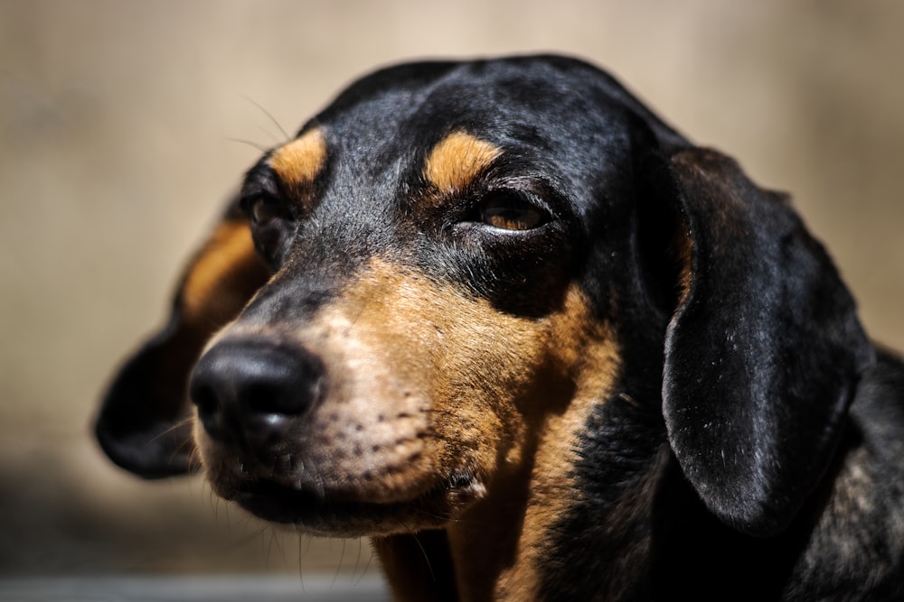 a close up of a dog with a sad look on its face