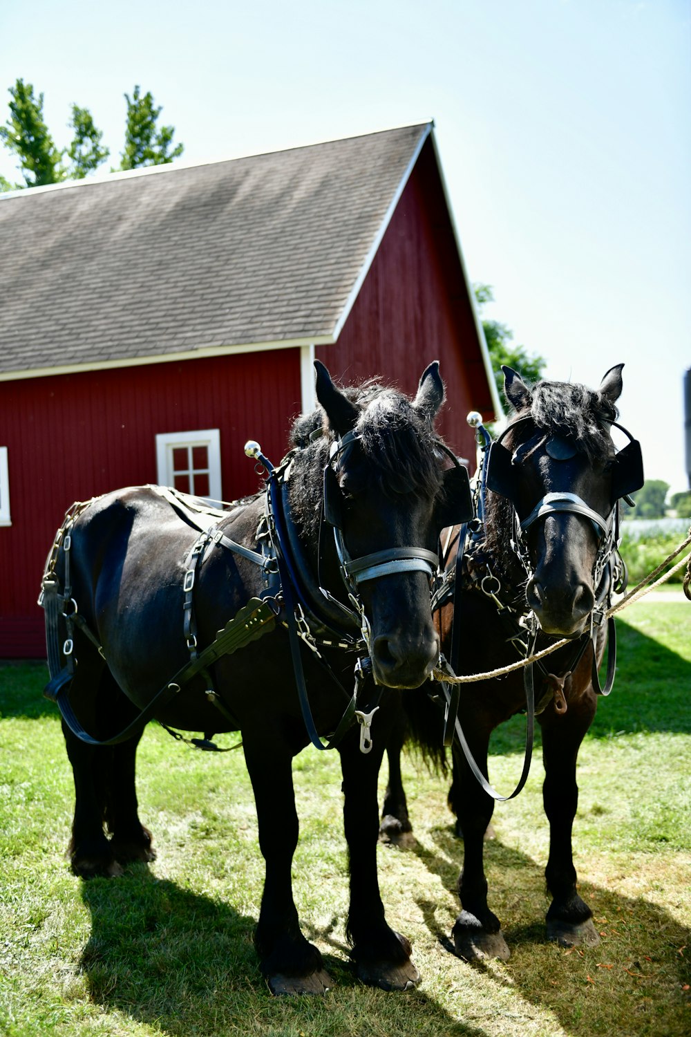 a couple of black horses standing next to a red barn