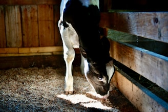A black and white calf is standing indoors on a bed of straw, looking down and possibly eating. The lighting is slightly dim with sunlight filtering through, creating a serene atmosphere. The walls and floor are made of wooden planks.