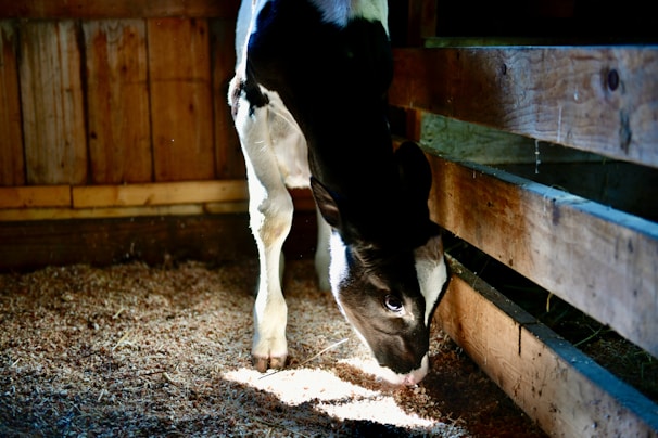 A black and white calf is standing indoors on a bed of straw, looking down and possibly eating. The lighting is slightly dim with sunlight filtering through, creating a serene atmosphere. The walls and floor are made of wooden planks.