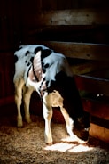 Farm workers gently tending to calves in a sunny barn.