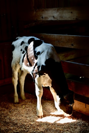 A young black and white calf stands in a wooden barn. Soft light filters through the slats, creating a warm and serene atmosphere. The calf's head is lowered as it appears to be examining the ground.