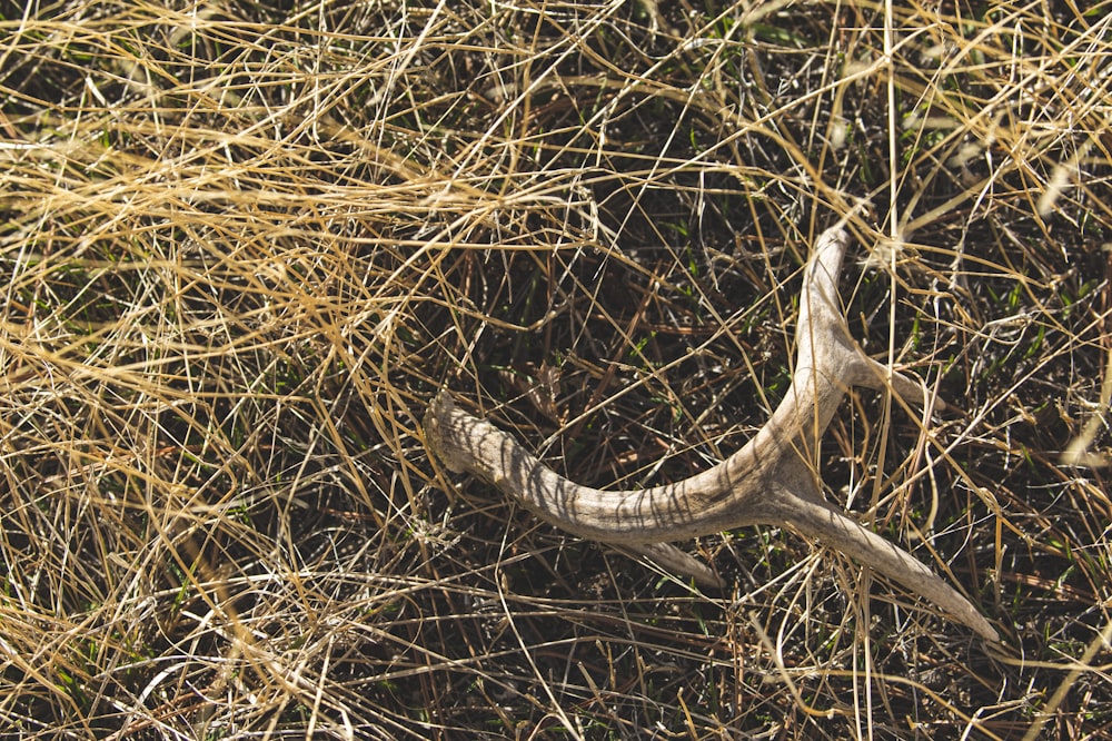 a dead animal in a field of dry grass