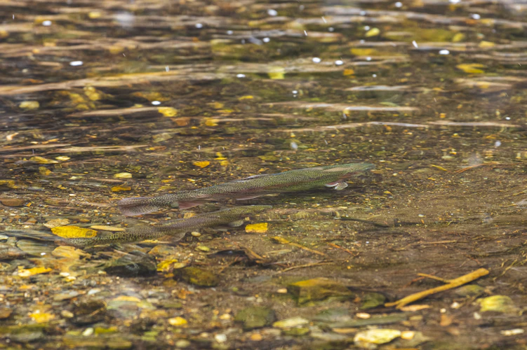 trout finning in shallow clear water