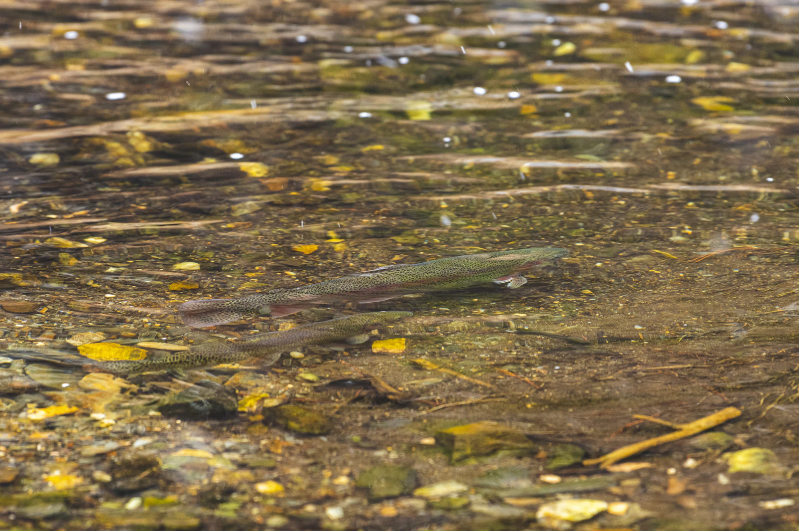 A trout finning over clean gravel in shallow, clear water — fall browns hold tight to structure and the soft edges of deeper water