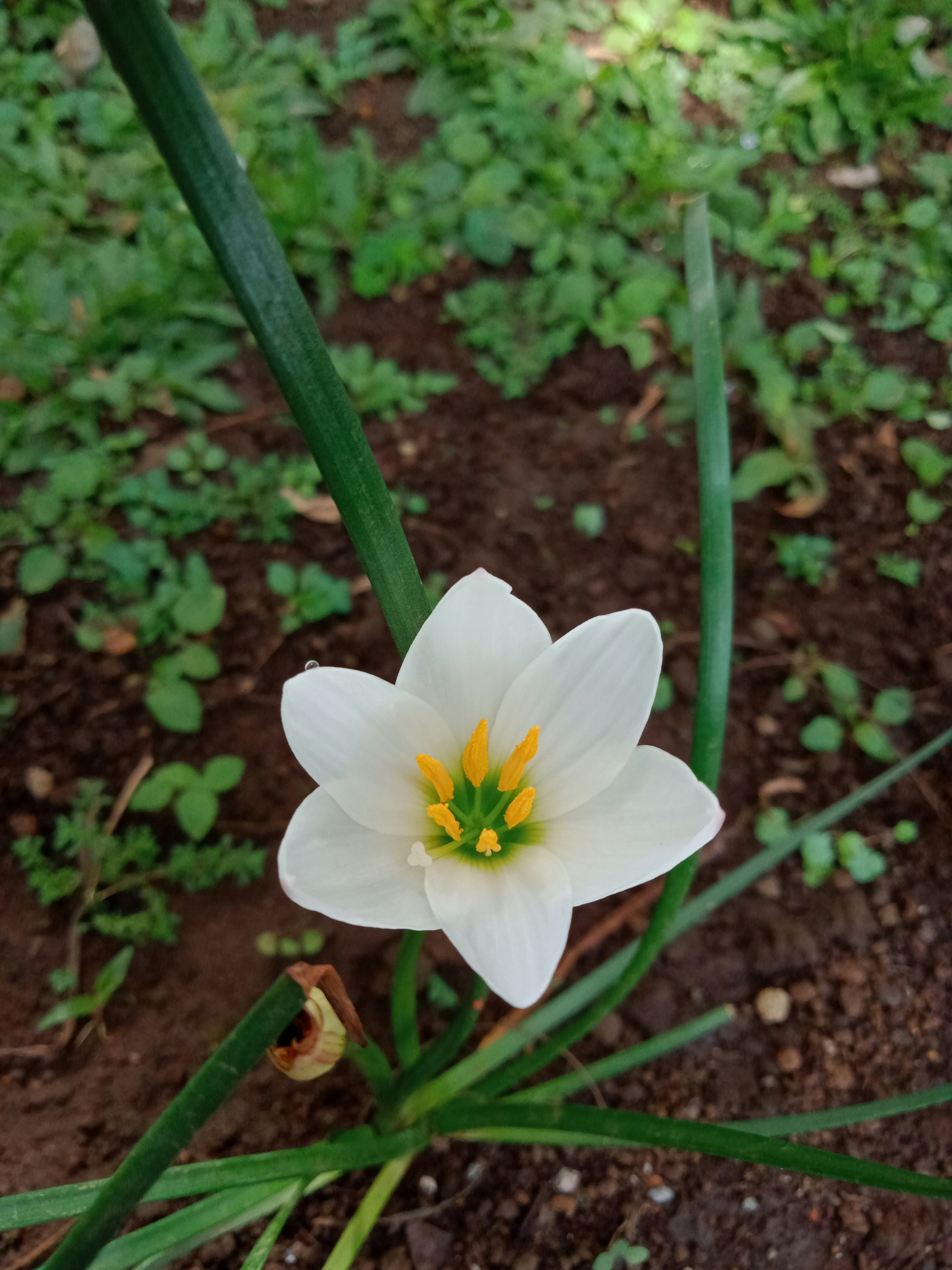 buying Guide ⁤and Safety​ Considerations ⁤for ​Selecting Quality‌ Sativa THCA ⁢Flower