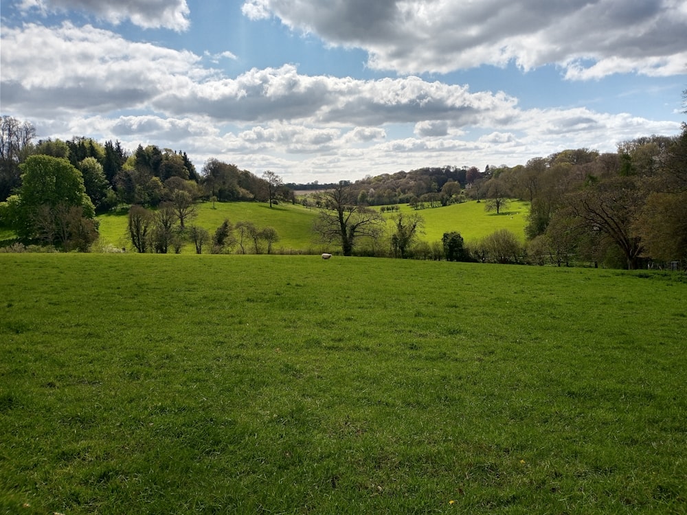 a grassy field with trees in the background