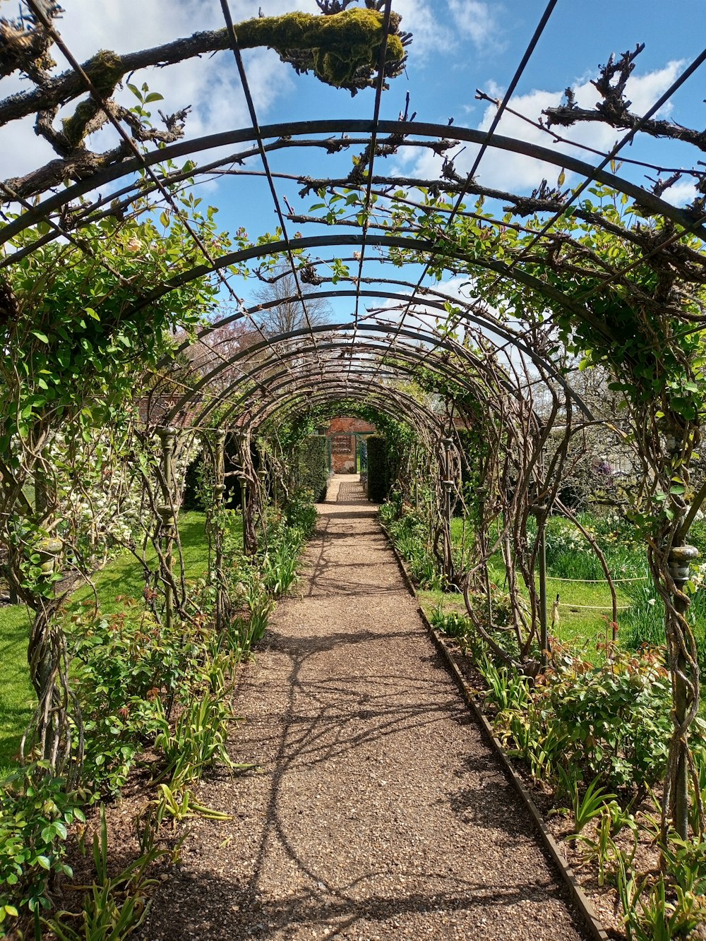 a walkway in a garden with a lot of greenery