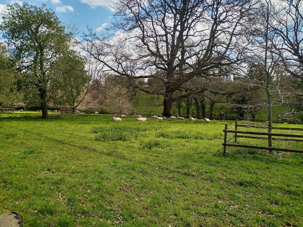 a grassy field with a wooden fence and trees