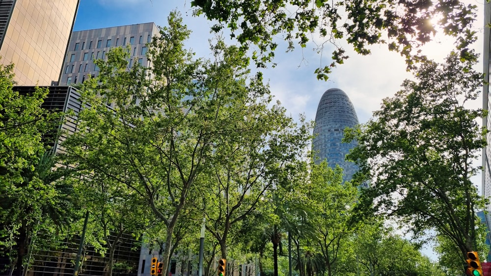 a city street lined with trees and tall buildings