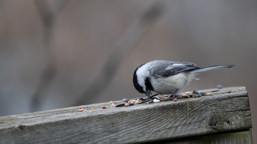 a small bird sitting on top of a wooden fence