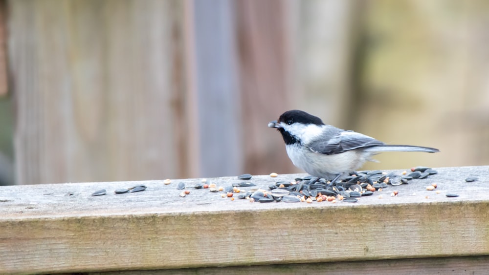 a black and white bird eating seeds from a bird feeder