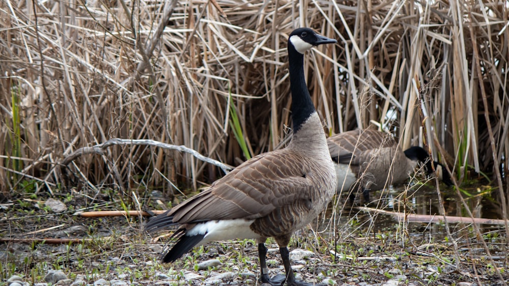 a couple of birds that are standing in the grass