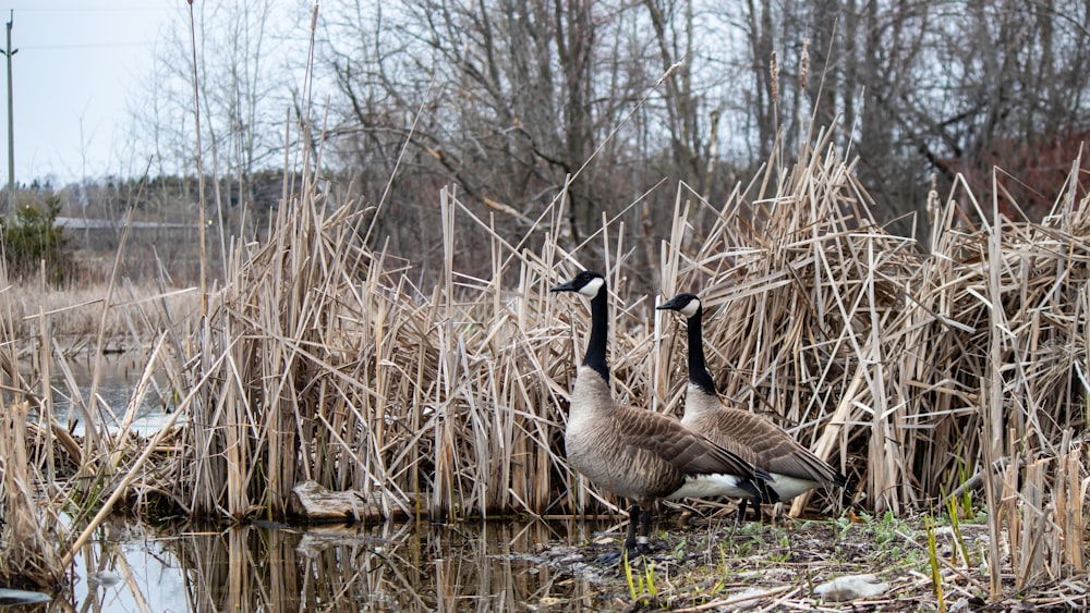 a couple of geese standing next to a body of water