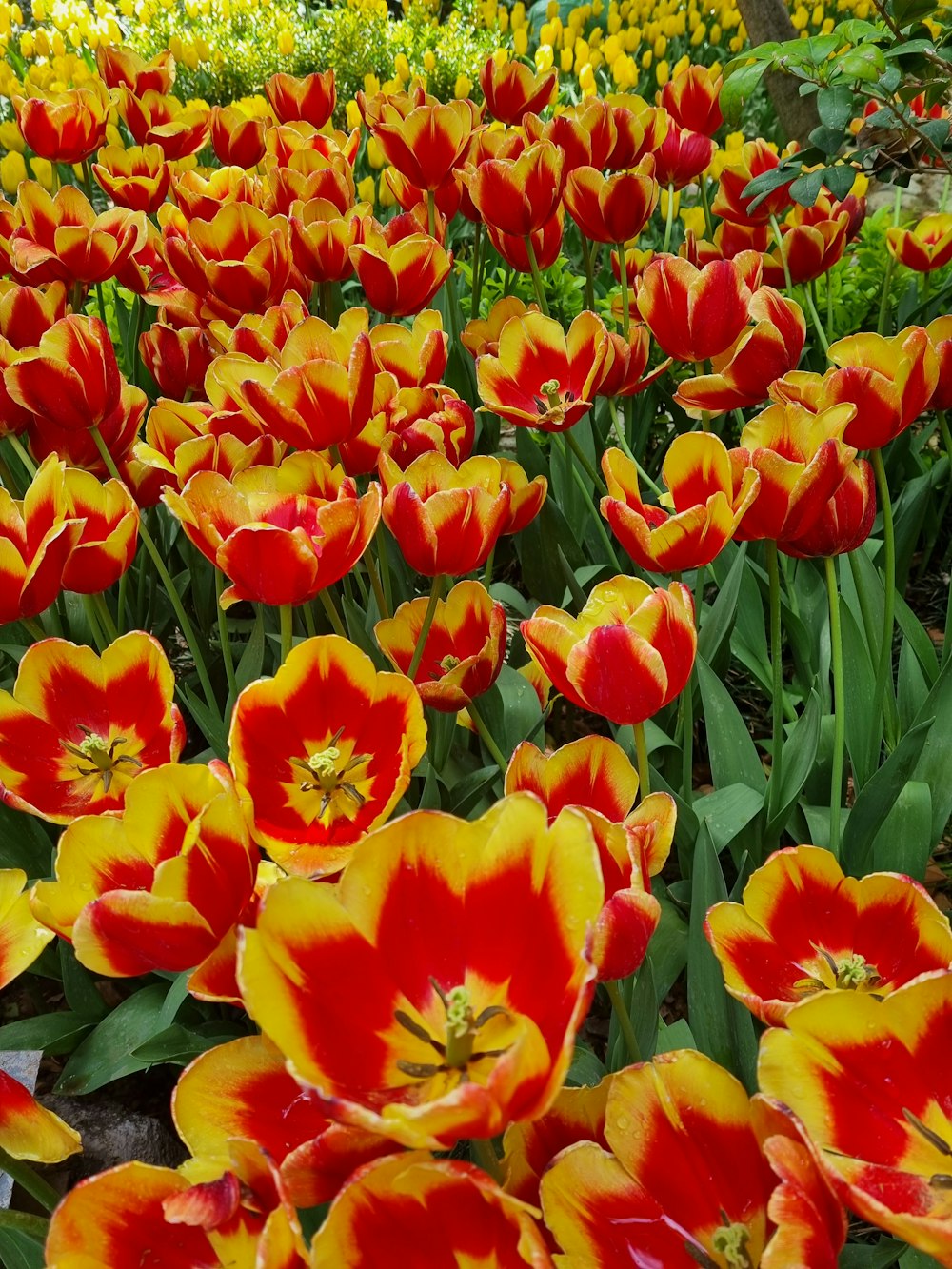 a field full of red and yellow flowers