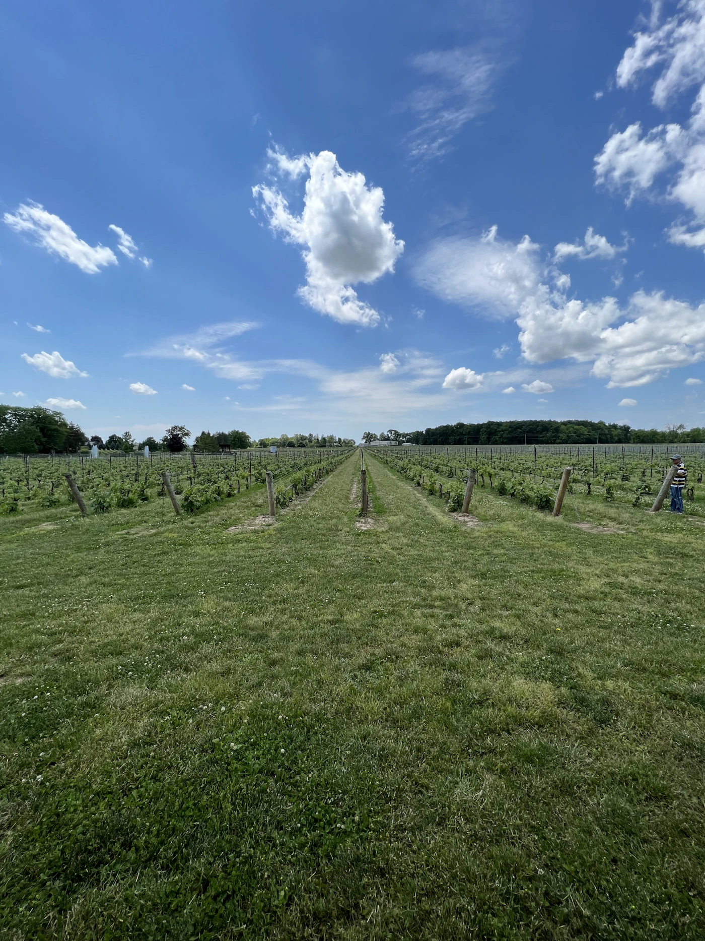 Ontario vineyard rows stretching toward the horizon under a wide blue sky, green vines on wire trellises with grass between the rows