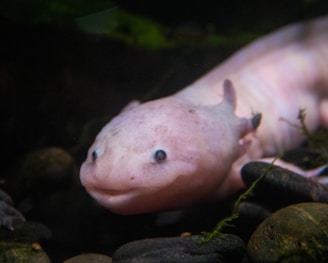 a close up of an animal on a bed of rocks