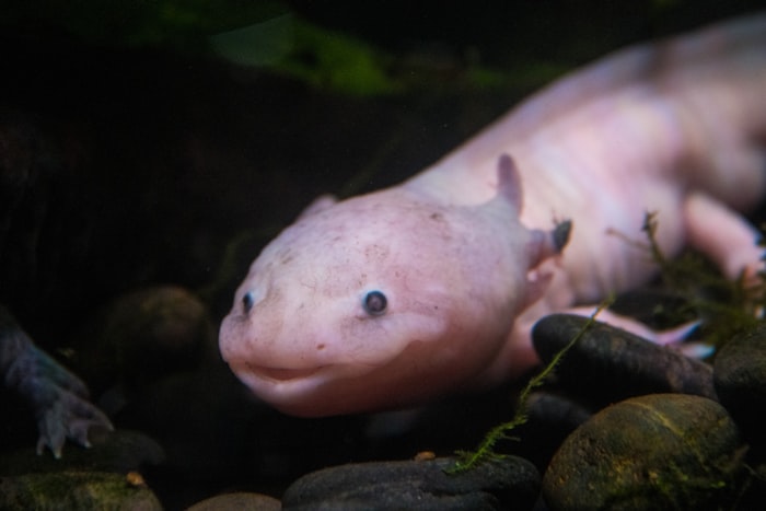 Close-up of an axolotl on a rocky substrate