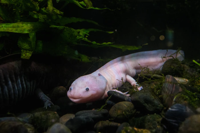 Axolotl Aquarium