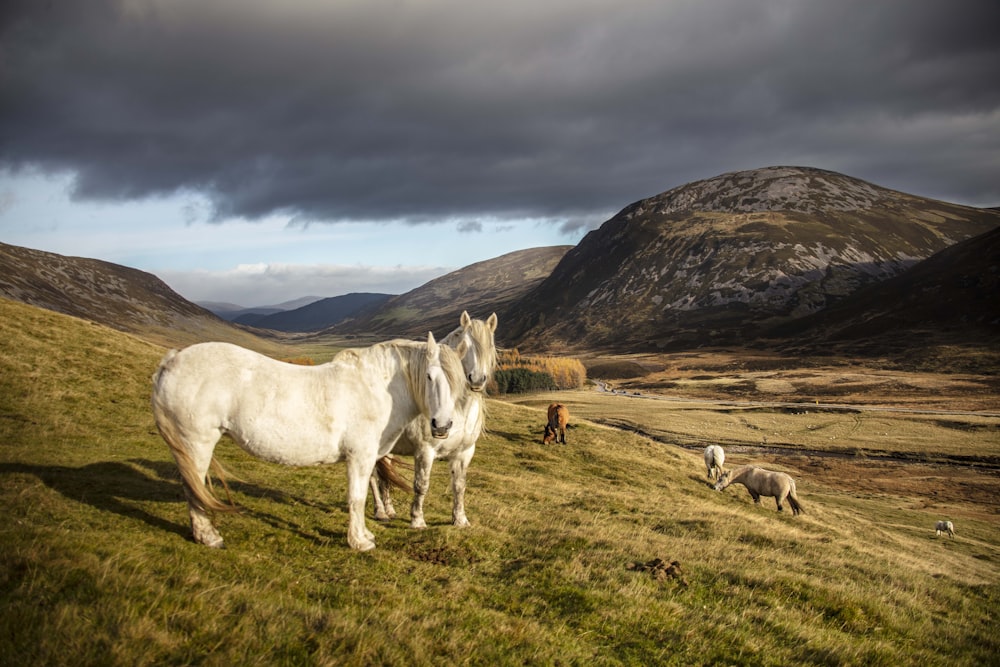 a white horse standing on top of a lush green hillside