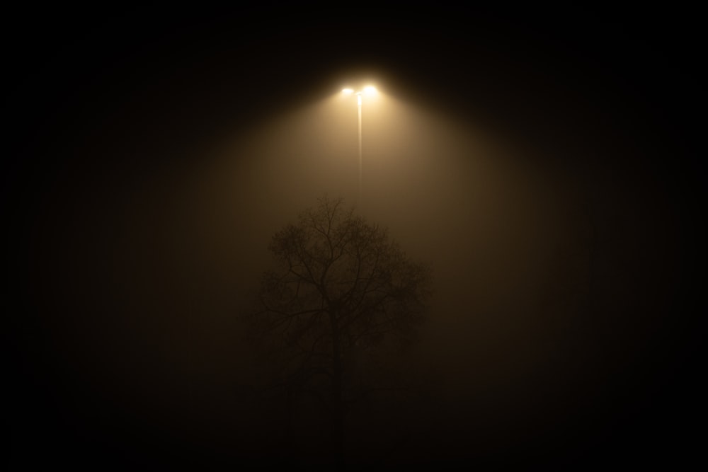 A Foggy Night With A Street Light And A Tree Photo – Free Bern Image On  Unsplash