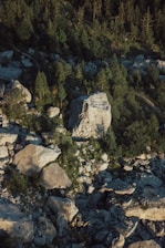 A rugged landscape featuring large boulders scattered across the ground with a backdrop of dense evergreen trees. The lighting casts shadows over the rocky terrain, creating a natural and untouched atmosphere.