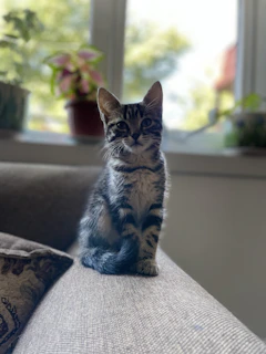 A curious kitten wearing a tiny sweater with colorful stripes, sitting on a cozy sofa