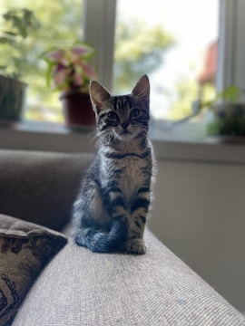 A cozy living room with a volunteer gently holding a playful kitten.