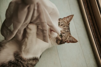 A tabby cat on its back playfully interacting with a white fabric in a cozy indoor setting. The cat's green eyes are focused on the fabric as it paws at it.