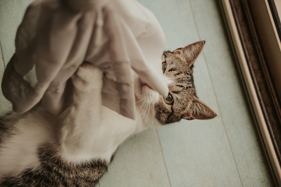 A tabby cat on its back playfully interacting with a white fabric in a cozy indoor setting. The cat's green eyes are focused on the fabric as it paws at it.