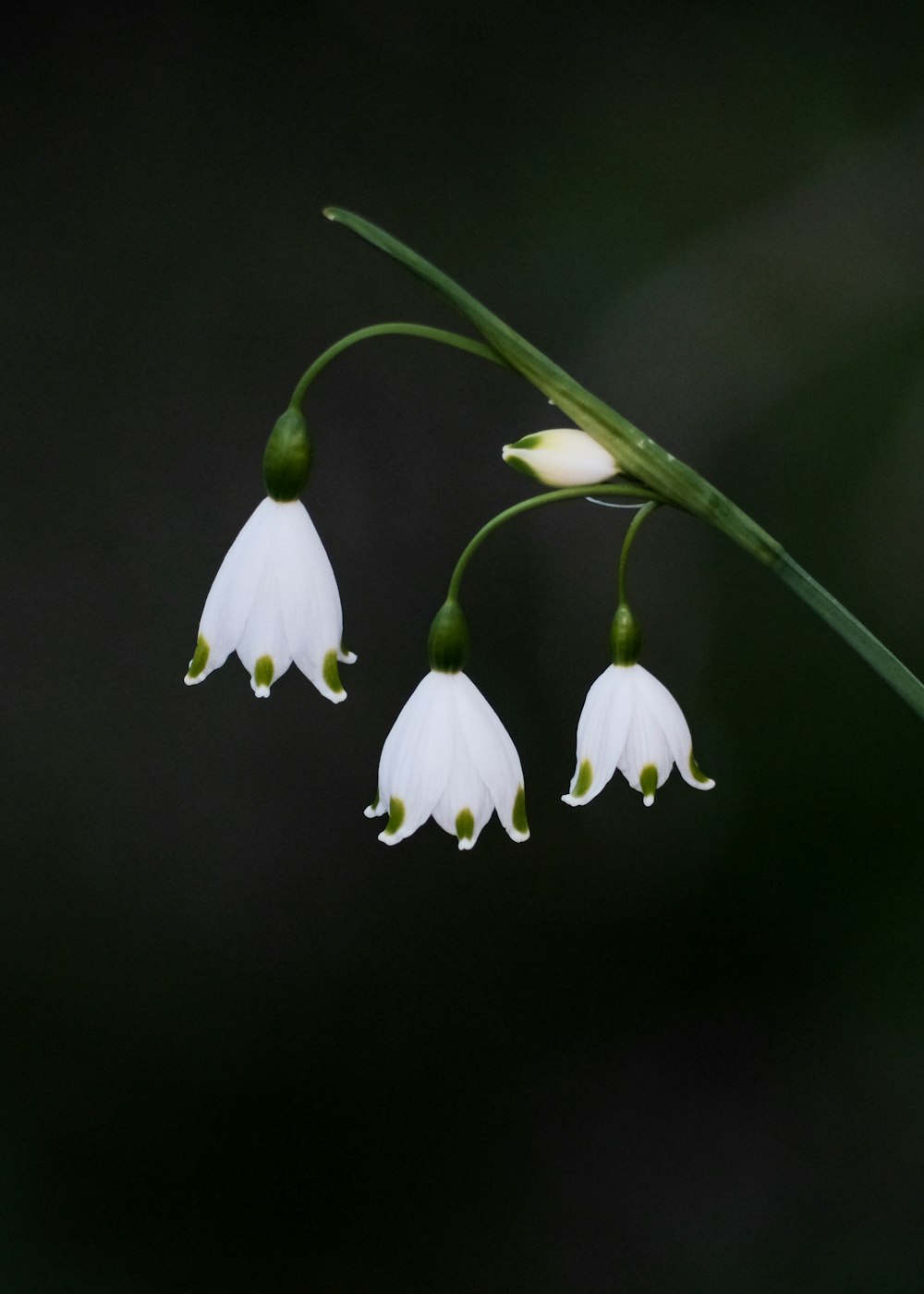 a close up of three white flowers on a plant