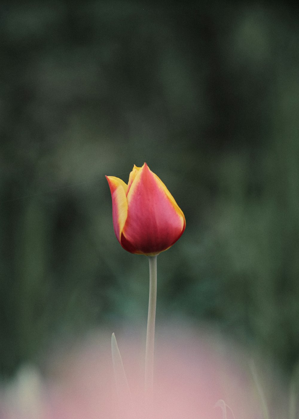 a single red and yellow tulip in a field