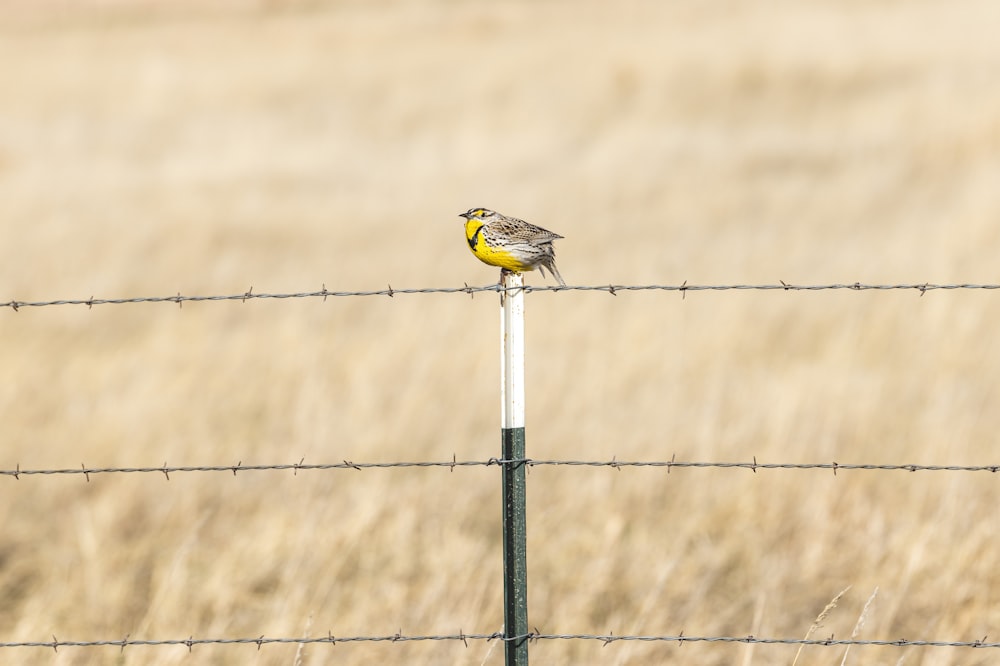 a small bird perched on top of a fence post