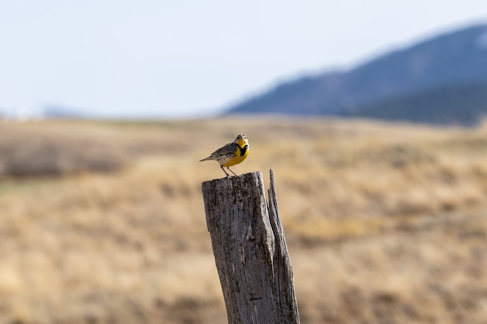 a small yellow bird sitting on top of a wooden post